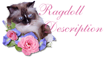 Ragdoll Description