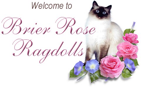 Brier Rose Ragdolls