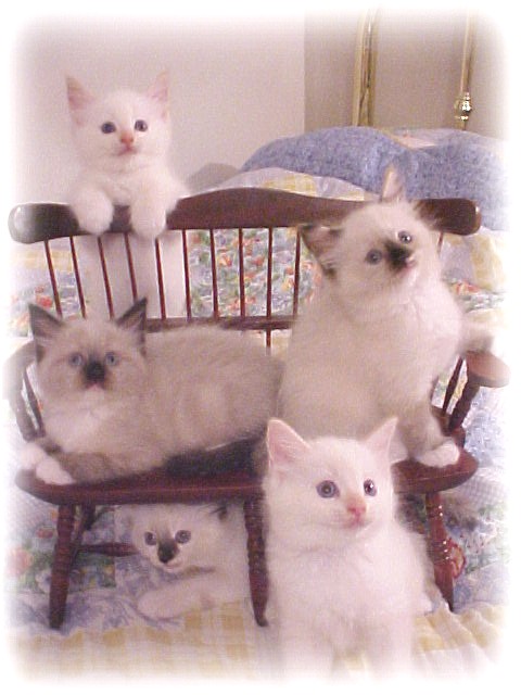 Ragdoll Kittens Iowa